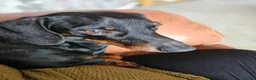 Miniature Dachshund dogs for sale: 3 male miniature dachshunds  - Advert 4