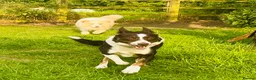 Border Collie dogs for sale: Pure Bred Border Collie Puppies For Sale - Advert 7