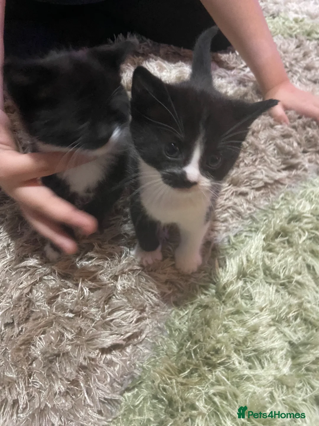 Mixed Breed cats for sale: Ragdoll x - Advert 2