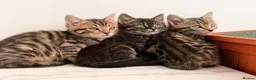 Bengal cats for sale: bengal female kittens - Advert 1