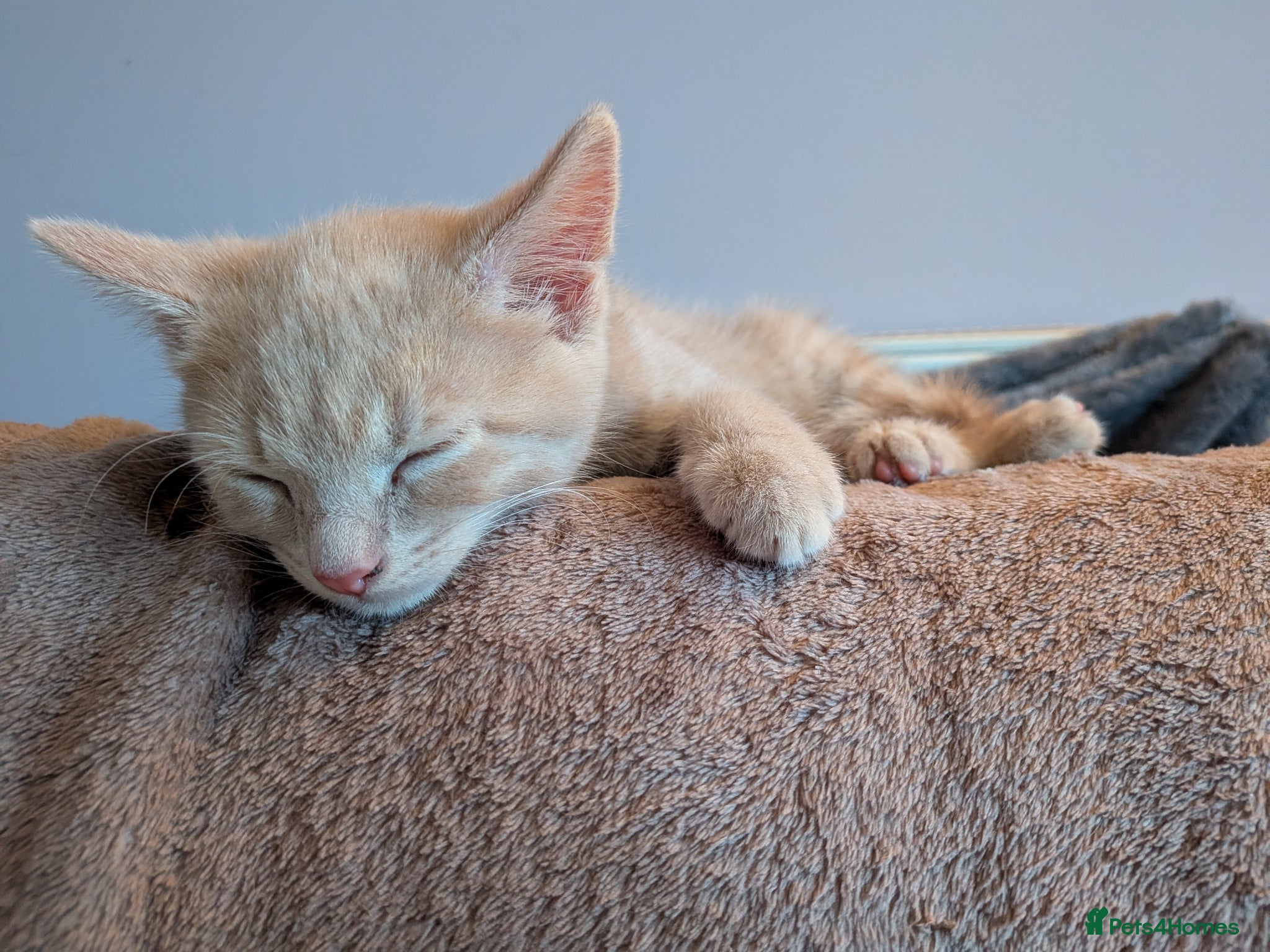 Mixed Breed cats 1 ginger male kitten left - Advert 1