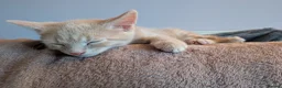 Mixed Breed cats for sale: 1 ginger male kitten left - Advert 1