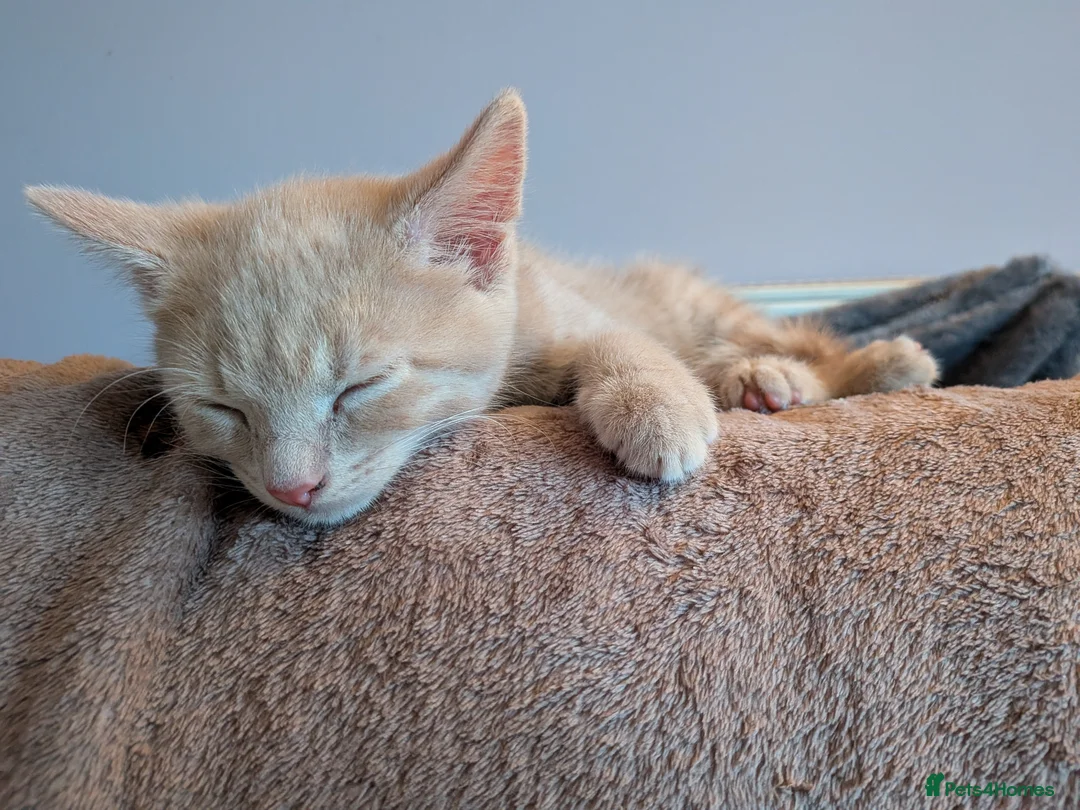 Mixed Breed cats for sale: 1 ginger male kitten left - Advert 1