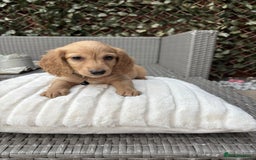 Miniature Dachshund dogs for sale: Long hair cream mini dachshund puppies 30th july in Liverpool - Image 33
