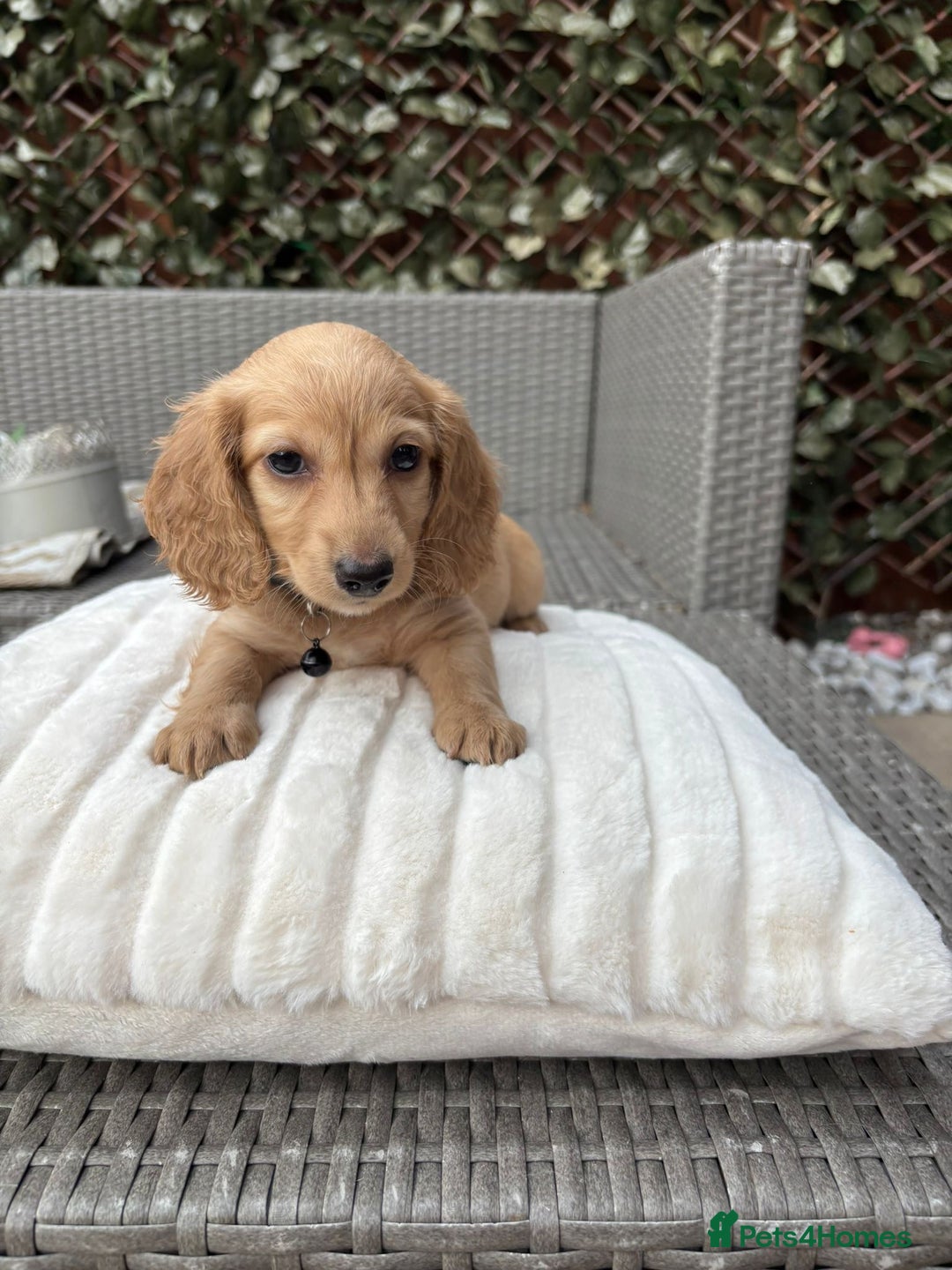 Miniature Dachshund dogs for sale: Long hair cream mini dachshund puppies 30th july in Liverpool - Image 33