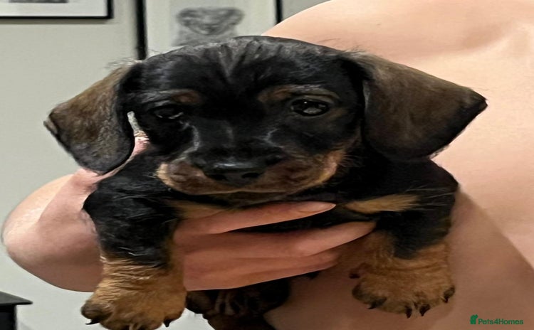 Miniature Dachshund dogs - Advert 1