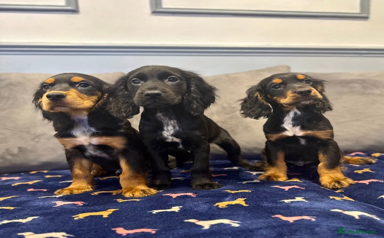 Cocker Spaniel dogs - Advert 4
