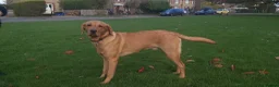 Labrador Retriever dogs for sale: Golden and red fox Labrador pups  in St Albans - Advert 5