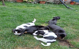Mixed Breed dogs for sale: Jack Russell and Coker Spaniel  - Image 13
