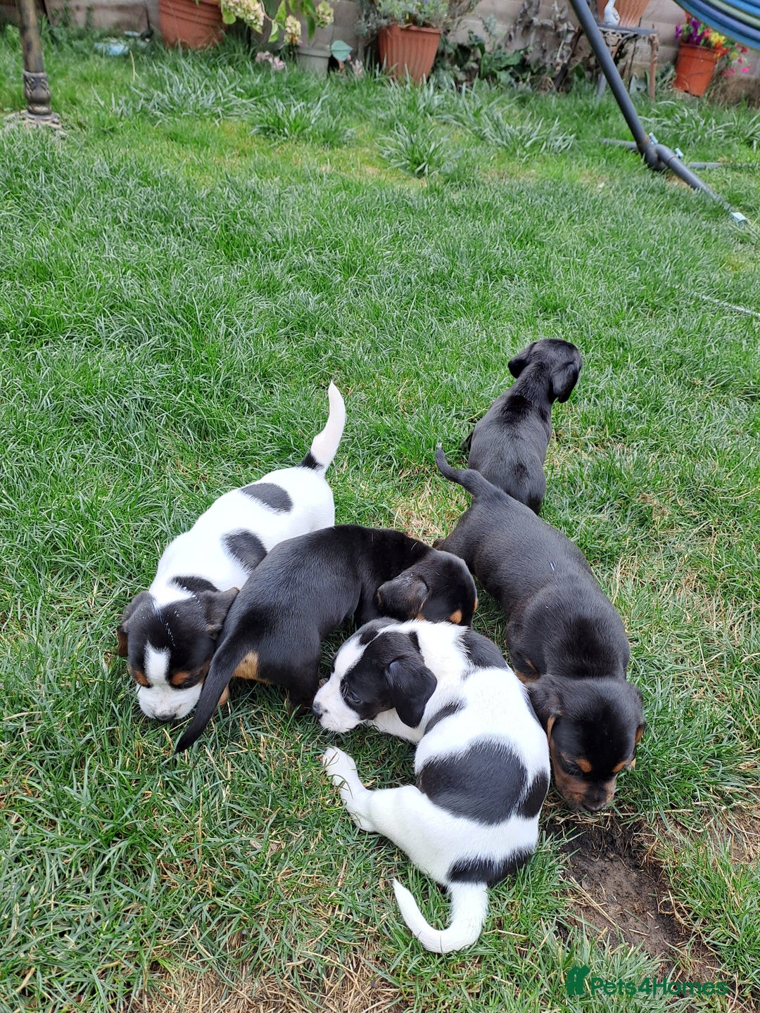 Mixed Breed dogs for sale: Jack Russell and Coker Spaniel  - Image 13