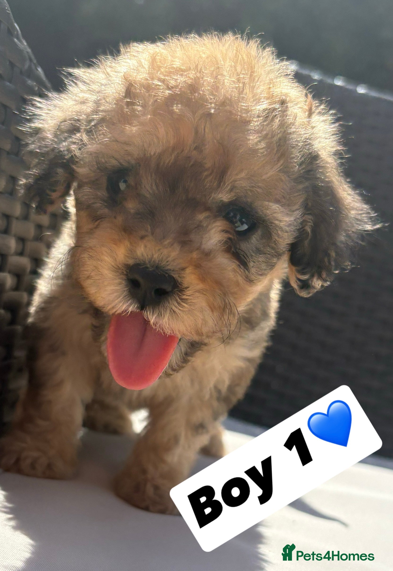 Cavapoo dogs F2 Cavapoo puppies for sale - Advert 15