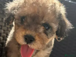 Cavapoo dogs F2 Cavapoo puppies for sale - Advert 15