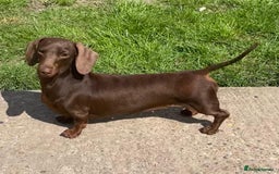 Miniature Dachshund dogs for sale: Chocolate Daple Miniature Boys  - Image 10