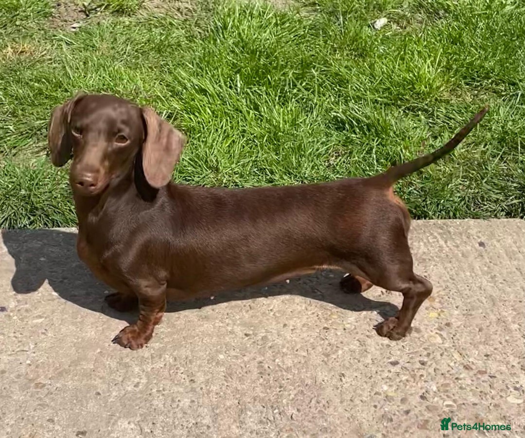 Miniature Dachshund dogs for sale: Chocolate Daple Miniature Boys  - Image 10