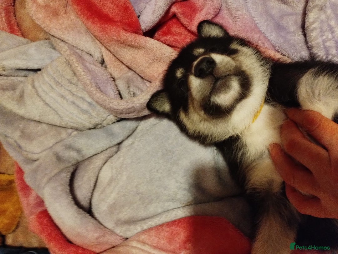 Mixed Breed dogs for sale:  Beautiful Husky x Suluki pups - Advert 2