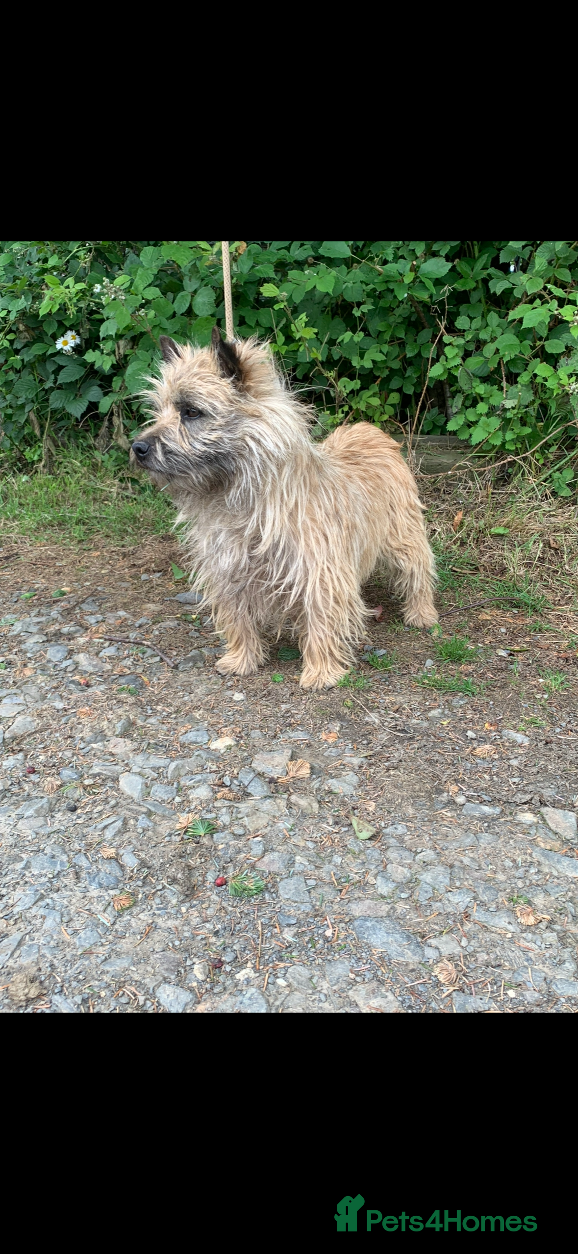 Cairn Terrier dogs Cairn terrier x Border terrier puppies - Advert 2