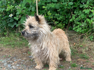 Cairn Terrier dogs Cairn terrier x Border terrier puppies - Advert 16