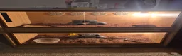 Mixed Breed reptiles for sale: Spotted pythons, royal python and leopard gecko - Advert 5