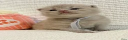 British Shorthair cats for sale: 100% Pure Pedigree XL CHunky CHAMPION reg. KITTENS - Advert 13