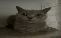 British Shorthair cats for sale: missy! grey british short hair. - Image 9
