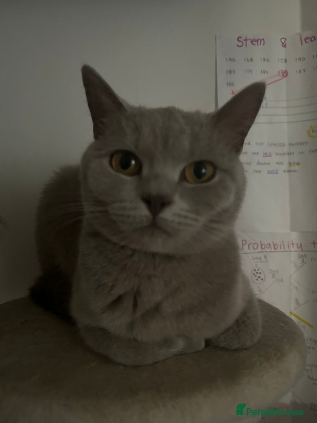 British Shorthair cats for sale: missy! grey british short hair. - Image 9