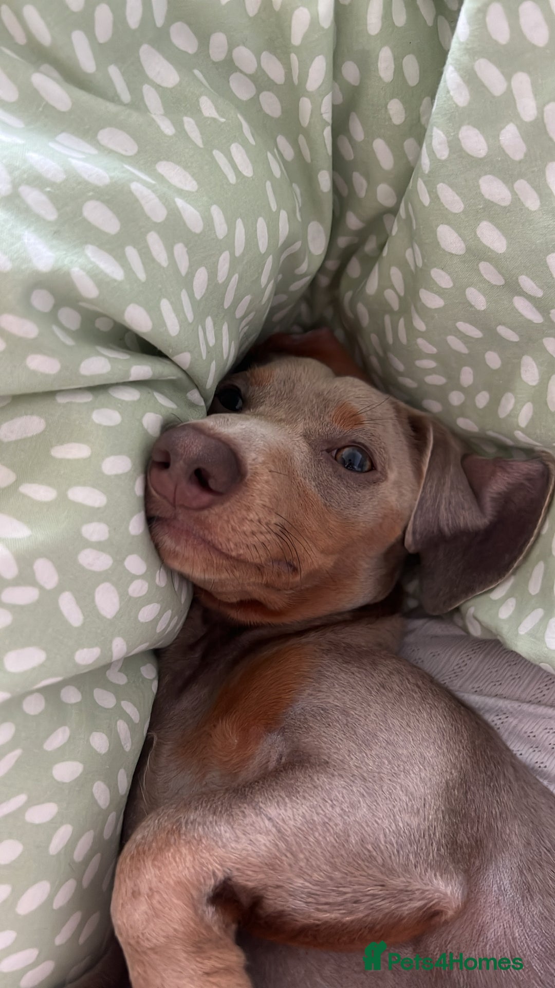 Miniature Dachshund dogs for sale: 9 month, KC registered miniature dachshund  - Advert 1