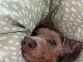 Miniature Dachshund dogs 9 month, KC registered miniature dachshund - Advert 1