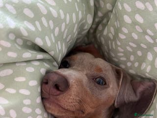 Miniature Dachshund dogs 9 month, KC registered miniature dachshund - Advert 3