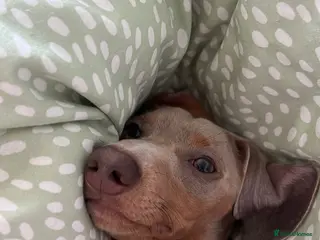 Miniature Dachshund dogs 9 month, KC registered miniature dachshund - Advert 17