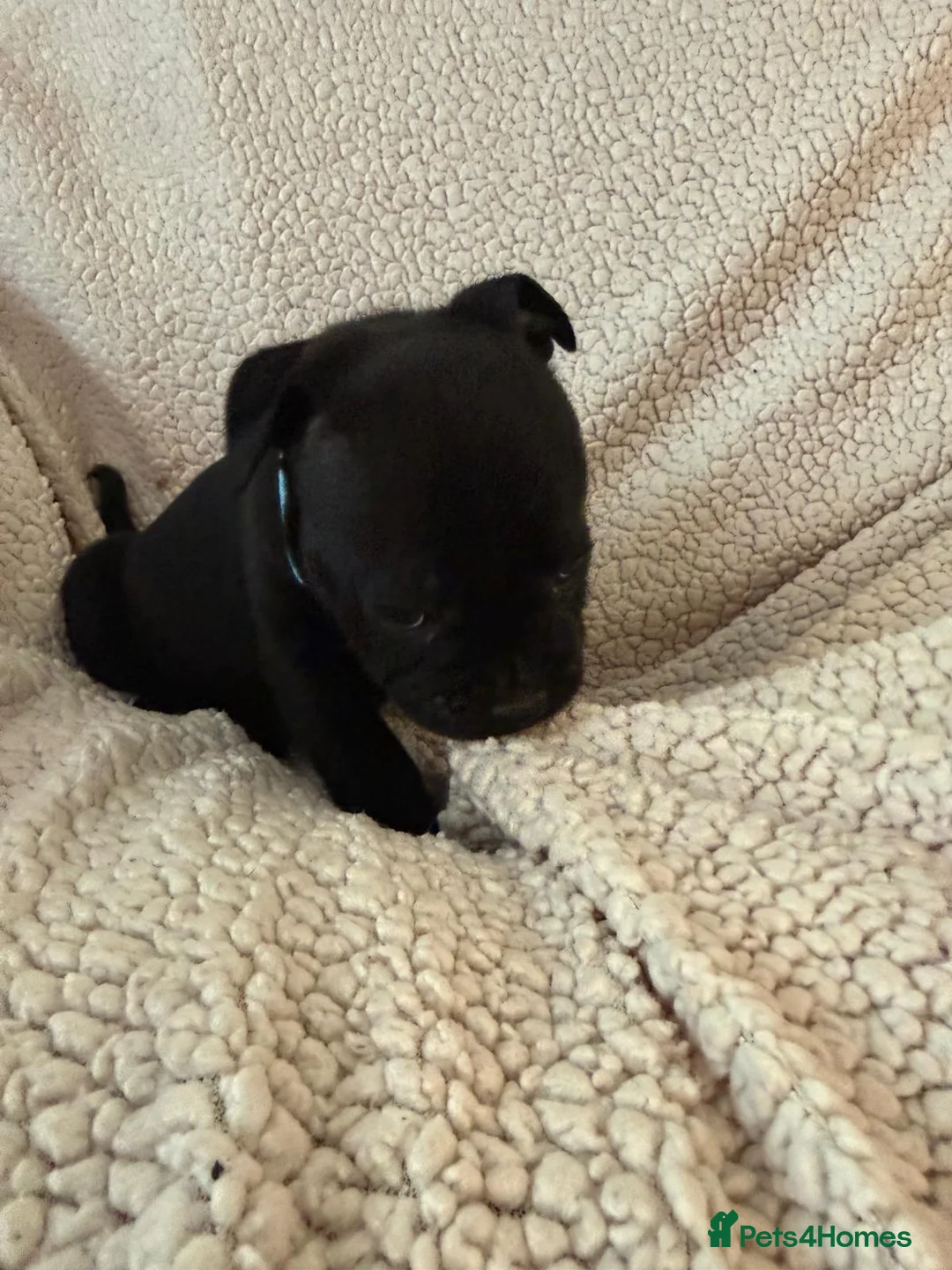 Staffordshire Bull Terrier dogs for sale: Stunning Staffordshire Bull Terrier Pups  - Advert 13