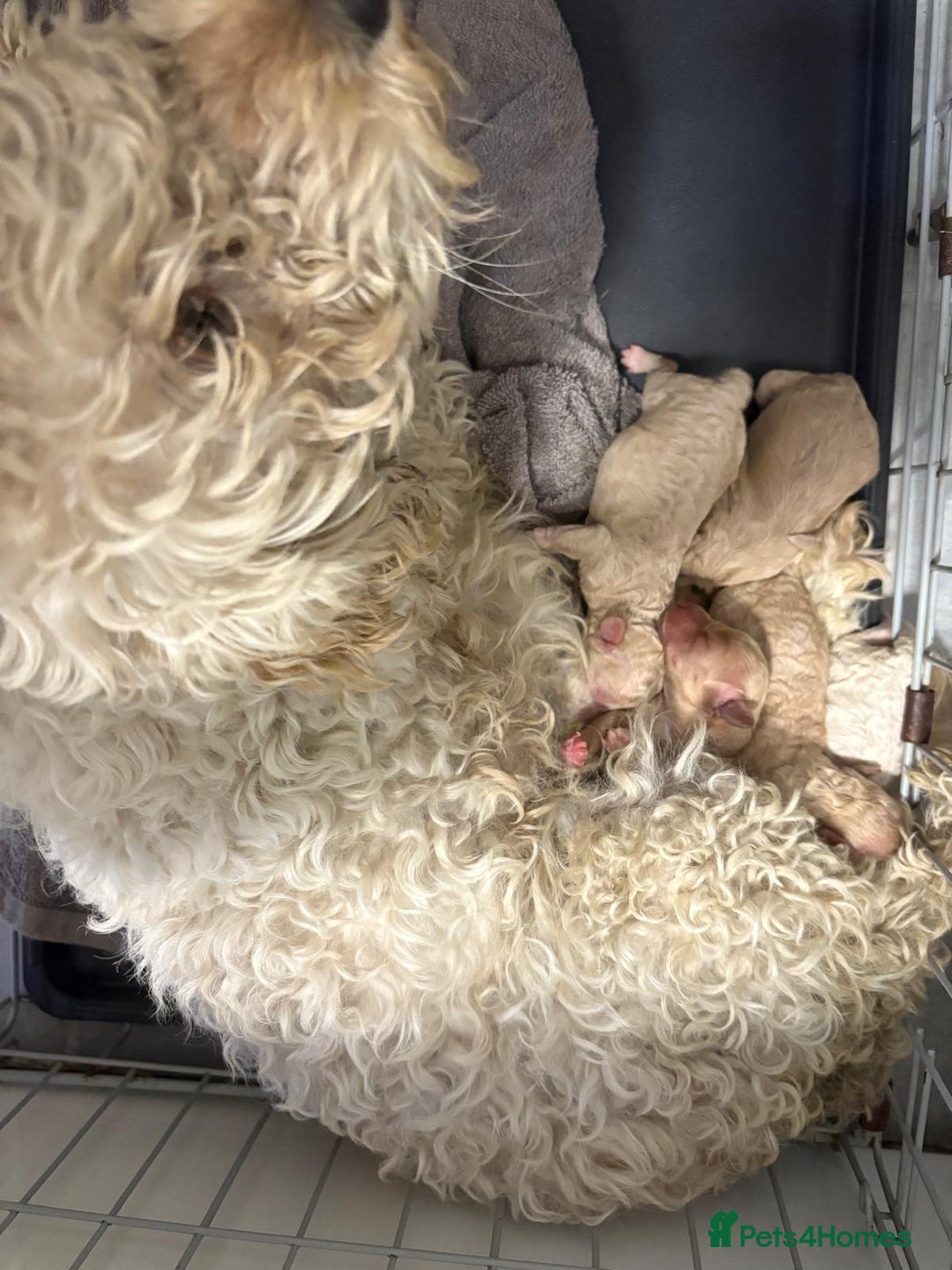Cockapoo dogs for sale: Cockapoo F1B  - Image 8