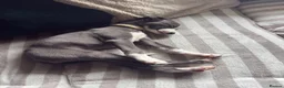Whippet dogs for sale: REDUCED! LAST GIRL!  Health checked - Advert 4