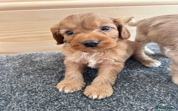 Cockapoo dogs for sale:  🐾F1 Cockapoo Puppies🐾READY NOW🐾 - Image 9