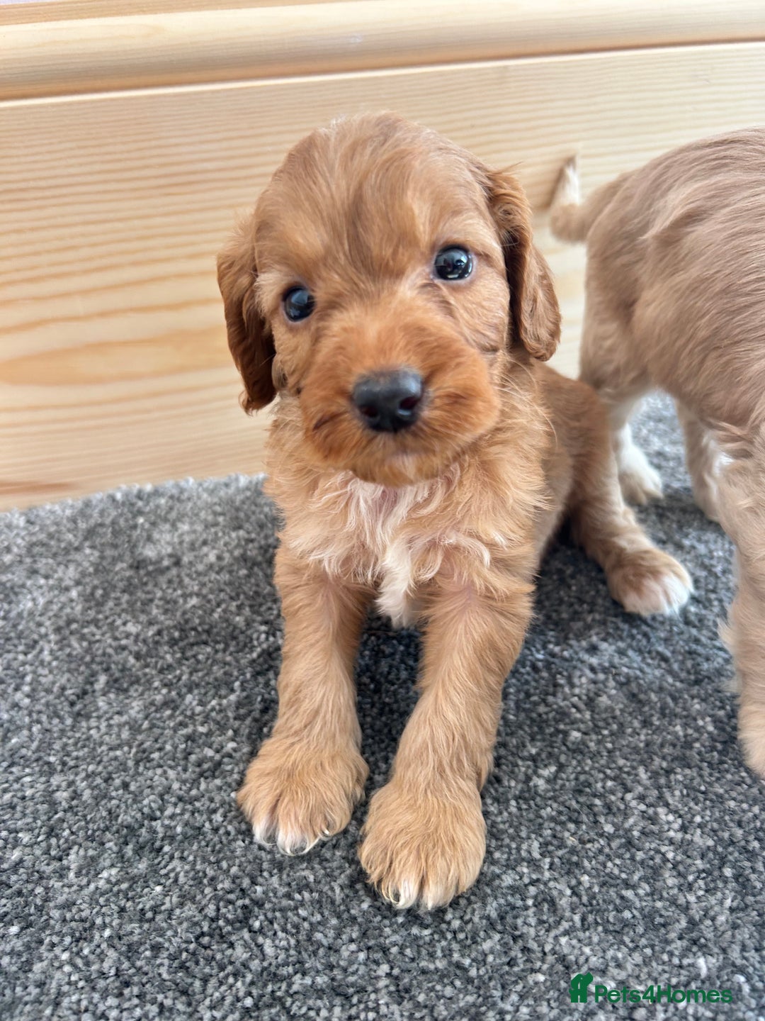 Cockapoo dogs for sale:  🐾F1 Cockapoo Puppies🐾READY NOW🐾 - Image 9