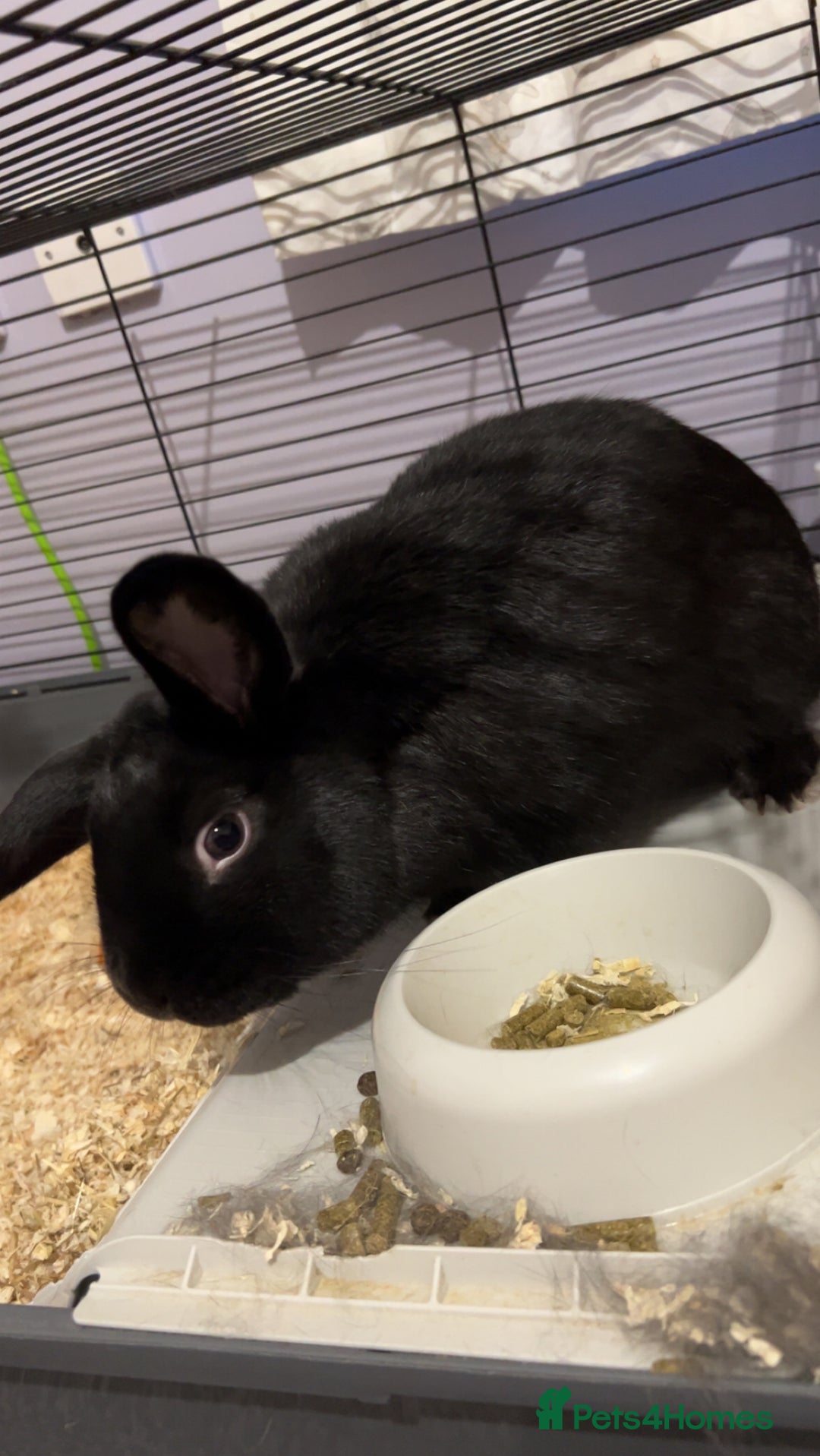 English rabbits for sale: Bugsy - Advert 10