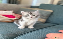 Persian cats for sale: Persian cross kittens  - Image 10