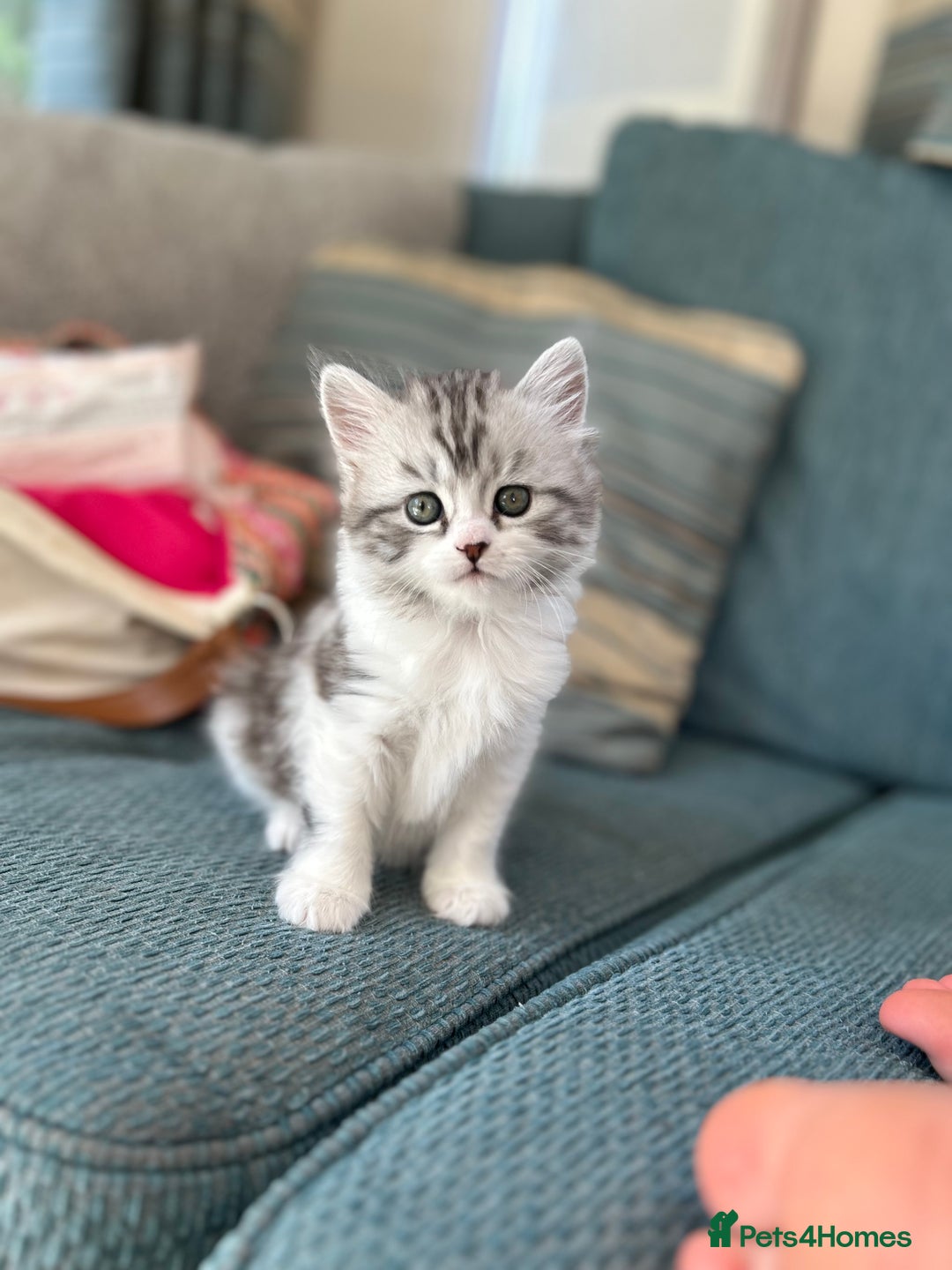 Persian cats for sale: Persian cross kittens  - Image 10