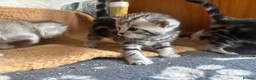 British Shorthair cats for sale: GCCF BSH silver tabby and silver chinchilla girls - Advert 12