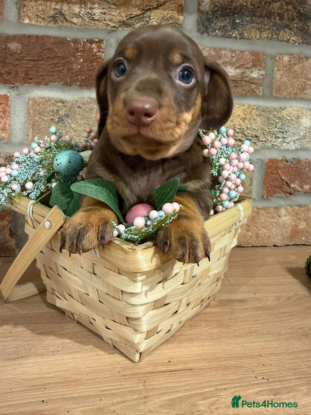 Miniature Dachshund dogs for sale: READY TO LEAVE 🐣 stunning litter  - Advert 2