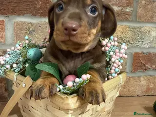 Miniature Dachshund dogs Stunning kc babies ready to leave Easter weekend🐣 - Advert 1
