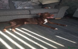 Mixed Breed dogs for sale: Xl,staffy,collie mix boy 7 months - Image 10