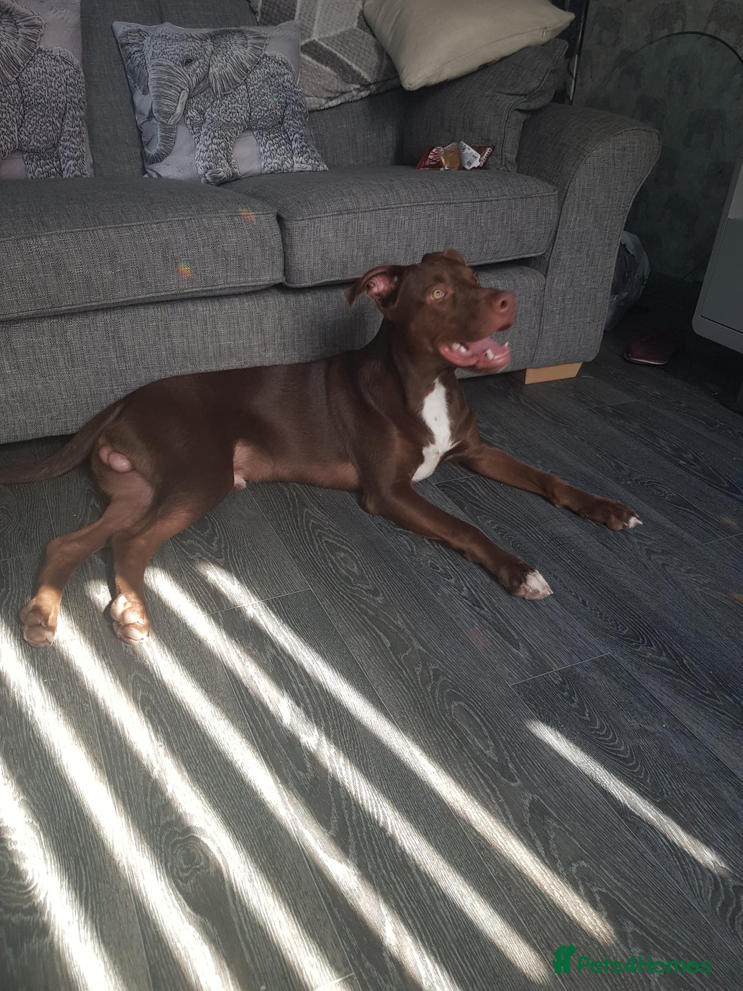 Mixed Breed dogs for sale: Xl,staffy,collie mix boy 7 months - Image 10