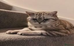 British Shorthair cats for sale: PABLO & JASPER - Image 7