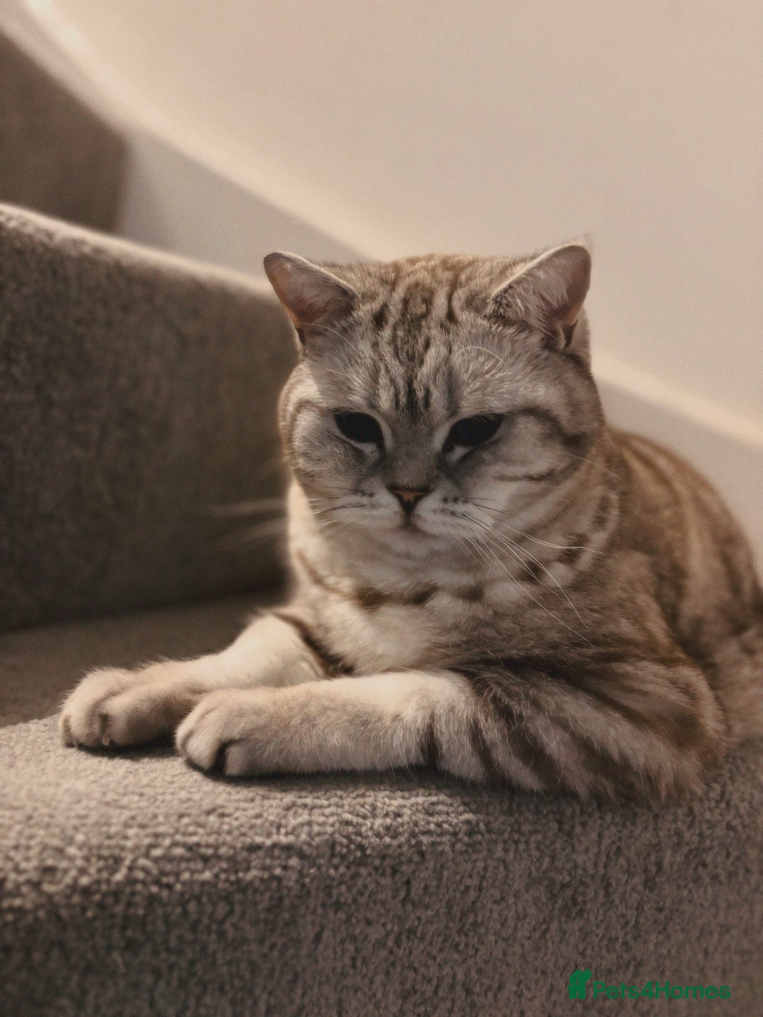 British Shorthair cats for sale: PABLO & JASPER - Image 7