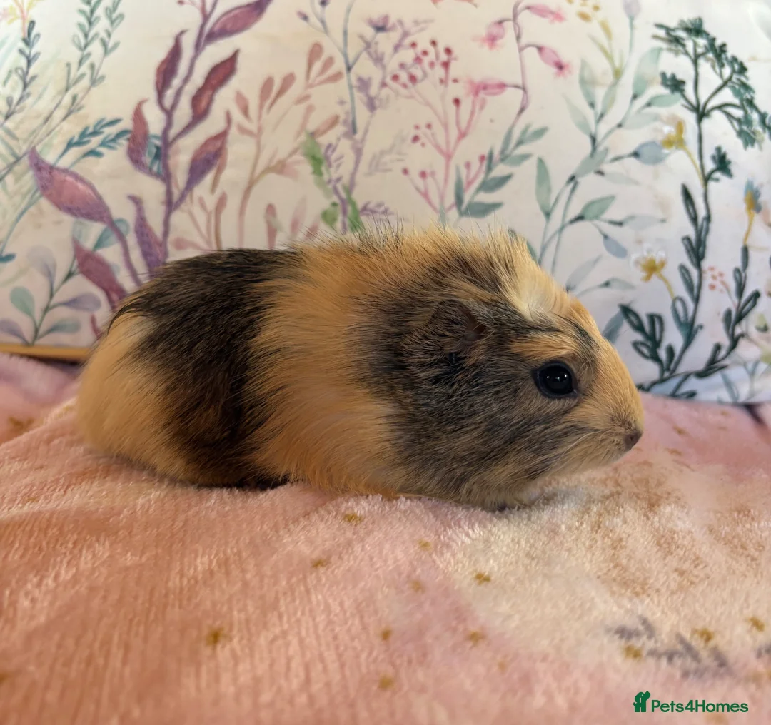 Guinea Pig rodents for sale: Beautiful baby Guinea pigs  - Advert 2