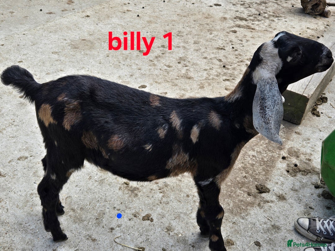 Goats livestock for sale: Pedigree Anglo Nubian Kids (disbudded) - Image 11