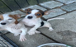 Jack Russell dogs for sale: Stunning litter of Traditional JackRussell pups  - Image 10