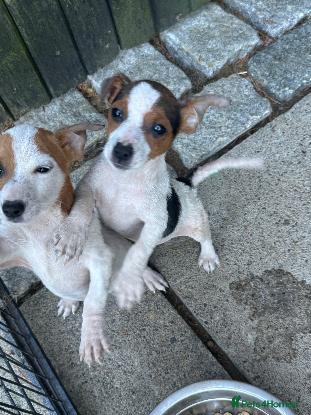 Jack Russell dogs for sale: Stunning litter of Traditional JackRussell pups  - Image 10