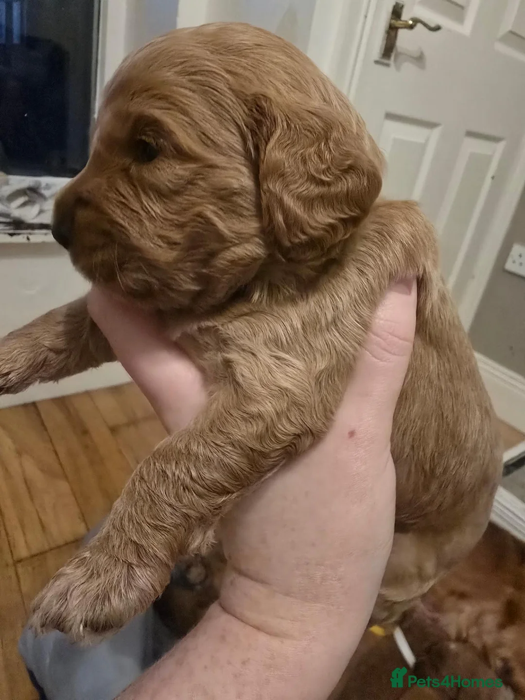 Cockapoo dogs for sale: Amazing litter of 9 Red and Apricot cockerpoo pups in Londonderry - Advert 2