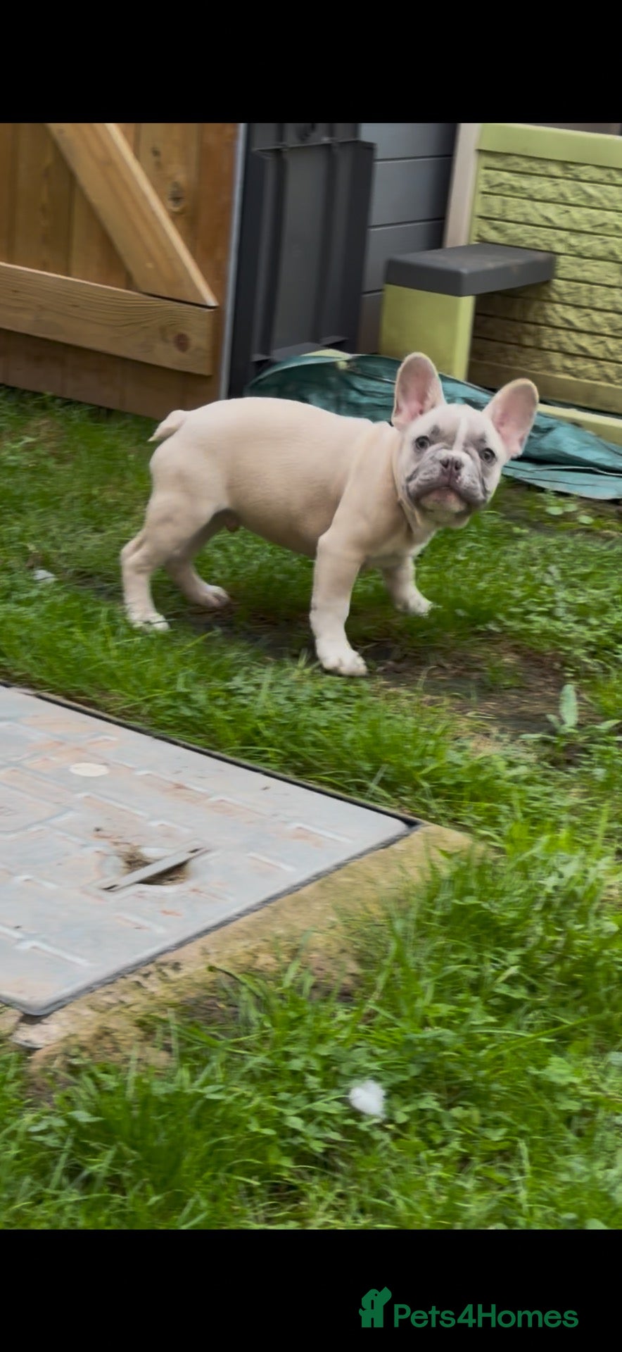 French Bulldog dogs *** STUNNING FULL PEDIGREE FRENCH BULLDOG PUPPY ** - Advert 4